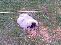 pekinz Damien 0,5 roku na zahrad