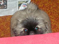 pekinz Damien 10 tdn