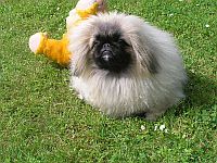 pekinz Damien 7 msc na zahrad