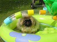 pekinz Damien 7 msc na zahrad