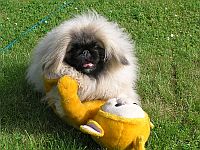 pekinz Damien 7 msc na zahrad